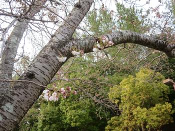 兜谷公園の桜の写真3