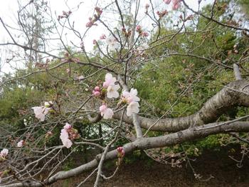 兜谷公園の桜の写真2
