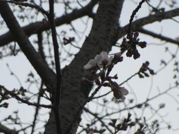 咲きかけの桜の写真