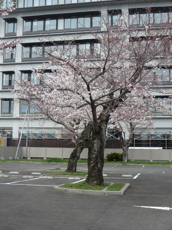 木津簡易裁判所の桜の写真1