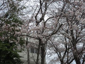 木津簡易裁判所の桜の写真2