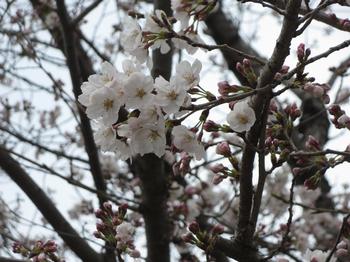木津簡易裁判所の桜の写真3