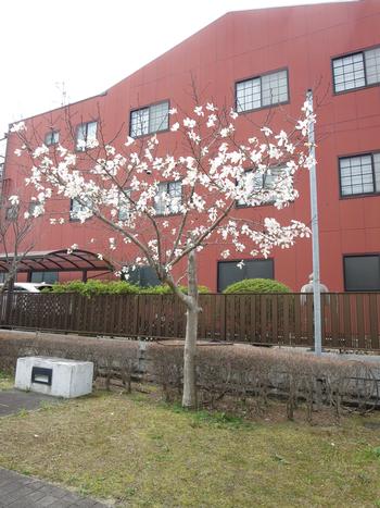 市役所南公園の桜の写真1