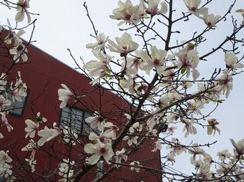 市役所南公園の桜の写真2