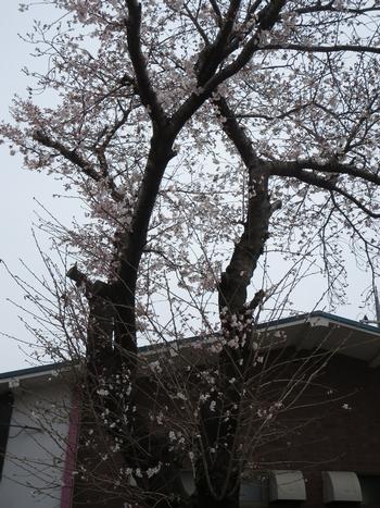 市役所南公園の桜の写真5