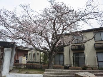 市役所南公園の桜の写真6