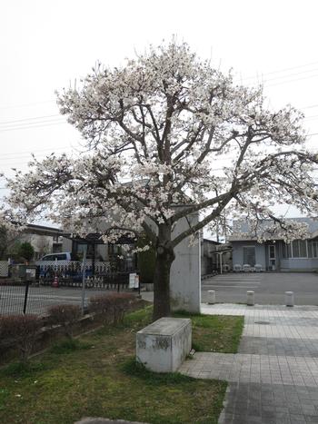 市役所南公園の桜の写真3
