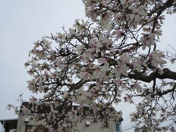 市役所南公園の桜の写真4