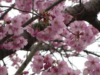 井尻公園の桜の写真1