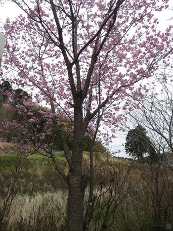井尻公園の桜の写真2