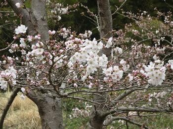 井尻公園の桜の写真4