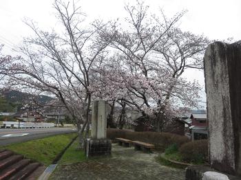恭仁大橋  加茂駅側の桜の写真1
