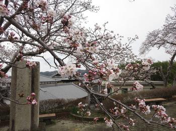 恭仁大橋  加茂駅側の桜の写真2