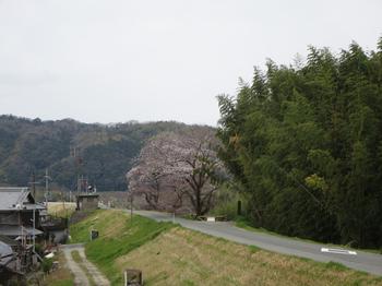 恭仁大橋  加茂駅側の桜の写真3