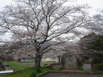 恭仁大橋　恭仁宮跡側の桜の写真1