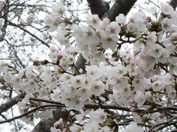 恭仁大橋　恭仁宮跡側の桜の写真2