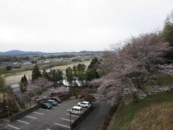 山城郷土資料館の桜の写真1