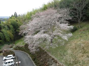 山城郷土資料館の桜の写真2