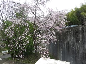 山城郷土資料館の桜の写真3