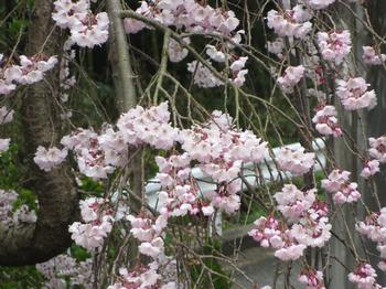 山城郷土資料館の桜の写真4