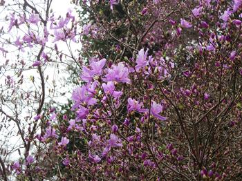 神童寺のミツバツツジの写真2