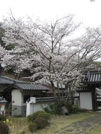 神童寺の桜の写真2