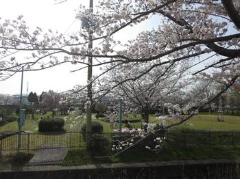 ふれあい広場の桜の写真3