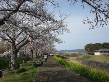 ふれあい広場の桜の写真1