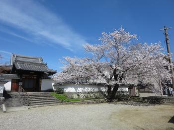 安福寺と桜