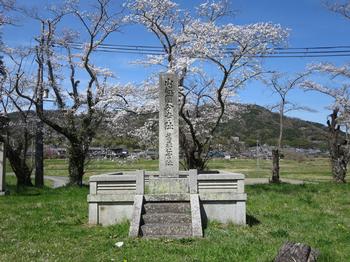 恭仁宮跡石碑と桜