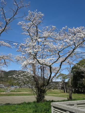 恭仁宮跡の桜の写真1