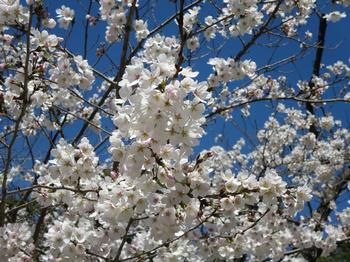 恭仁宮跡の桜の写真2
