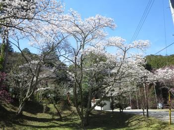 海住山寺の桜の写真1