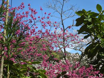 海住山寺の桜の写真2