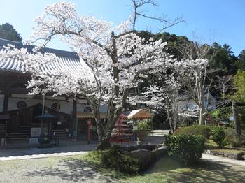 海住山寺の桜の写真3