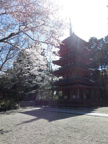 海住山寺の桜の写真4