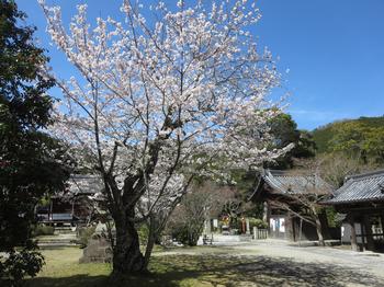 海住山寺の桜の写真5