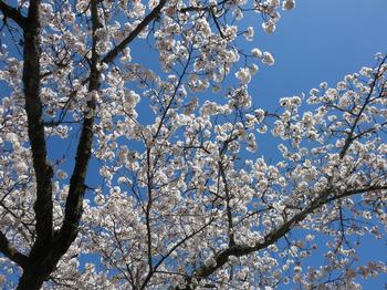 海住山寺の桜の写真6
