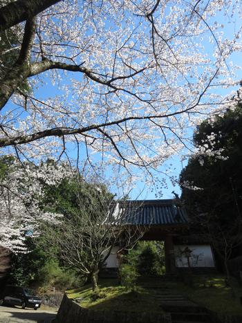 海住山寺の桜の写真7