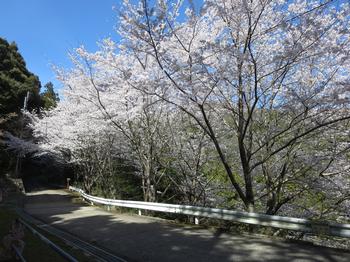 海住山寺の桜の写真8