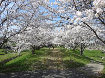 天神川沿いの桜の写真1