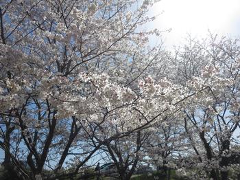 天神川沿いの桜の写真2