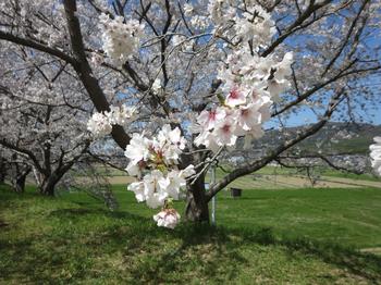 天神川沿いの桜の写真3