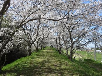 天神川沿いの桜の写真4