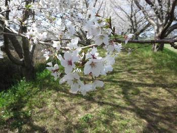 天神川沿いの桜の写真5