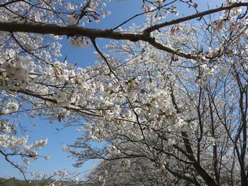 天神川沿いの桜の写真6