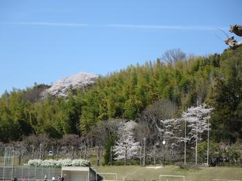 不動川公園の桜の写真1