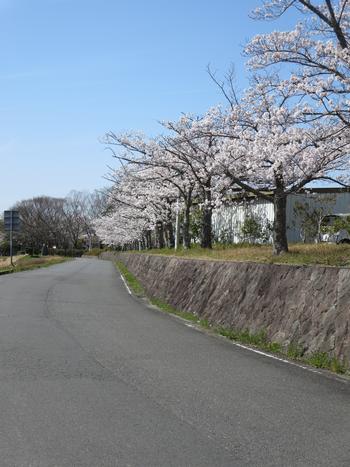 不動川公園の桜の写真2