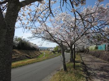 不動川公園の桜の写真3