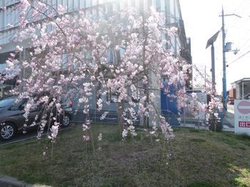 市役所駐車場のしだれ桜の写真1
